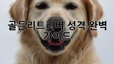 골든리트리버 성격 완벽 가이드